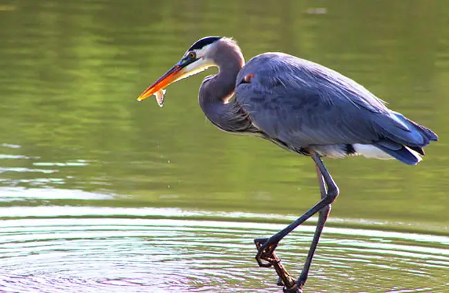 Great Blue Heron Description Habitat Image Diet And Interesting Facts