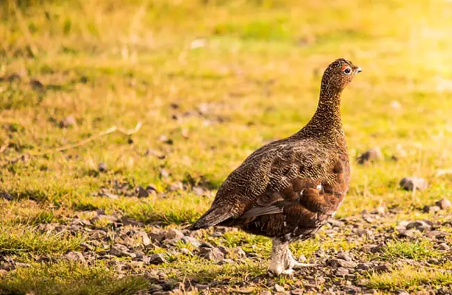 Scottish Grouse Photo by: danny moore https://pixabay.com/photos/grouse-scottish-nature-bird-1107406/ 