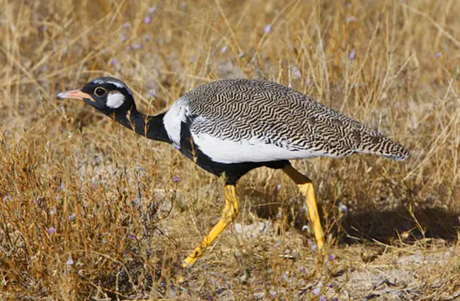 Black Grouse Photo by: Roel Roelofs https://pixabay.com/photos/black-grouse-namibia-etosha-nature-2126439/ 