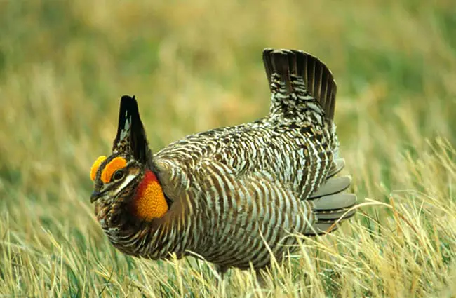 Prairie Chicken 