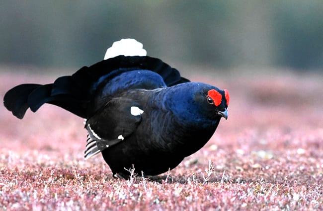 Black Grouse Photo by: Jayne Simmons https://pixabay.com/photos/black-grouse-bird-scotland-nature-4126537/ 