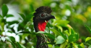 Crested Guan peeking through the foliagePhoto by: Steve Harbulahttps://creativecommons.org/licenses/by-nd/2.0/