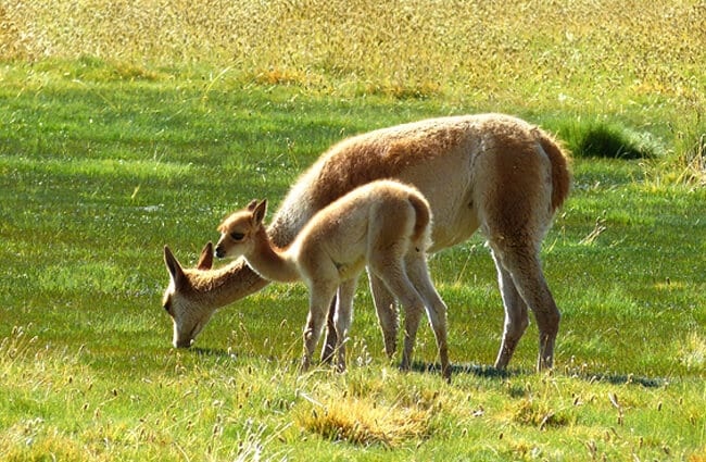 Guanaco mom with her baby Photo by: falco https://pixabay.com/photos/chile-south-america-nature-1038348/