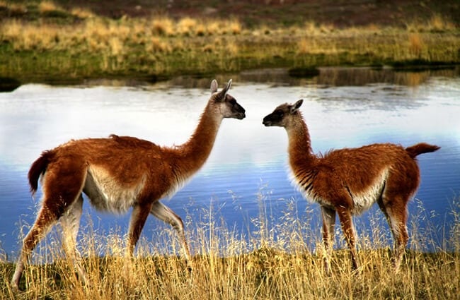 A pair of Guanacos in a private conversation Photo by: M Silberman https://creativecommons.org/licenses/by-sa/2.0/