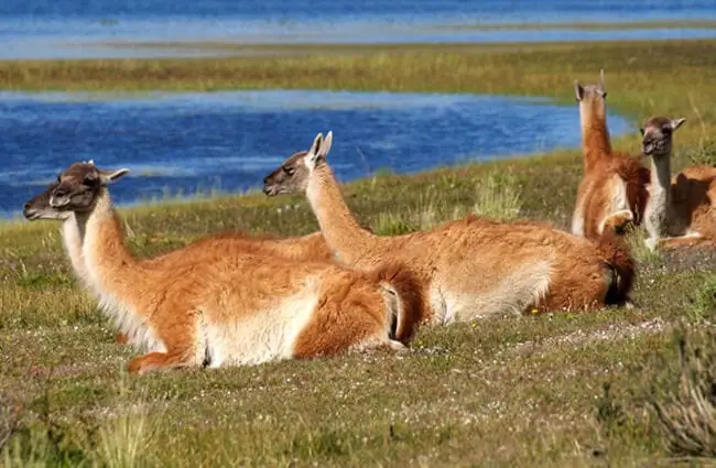 Small group of Guanaco lounging by a lake Photo by: Christoph Strässler https://creativecommons.org/licenses/by-sa/2.0/