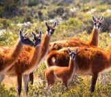 A Herd Of Guanaco In Argentina Photo By: Marc Veraart Https://Creativecommons.org/Licenses/By-Sa/2.0/ 