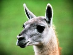 Guanaco portraitPhoto by: Michael Fraleyhttps://creativecommons.org/licenses/by-sa/2.0/