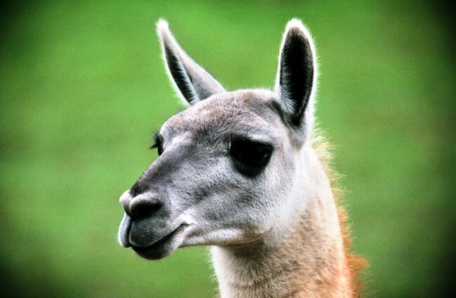 Guanaco - Description, Habitat, Image, Diet, and Interesting Facts