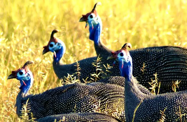 A flock of Guinea Fowl Photo by: fiverlocker https://creativecommons.org/licenses/by-sa/2.0/ 