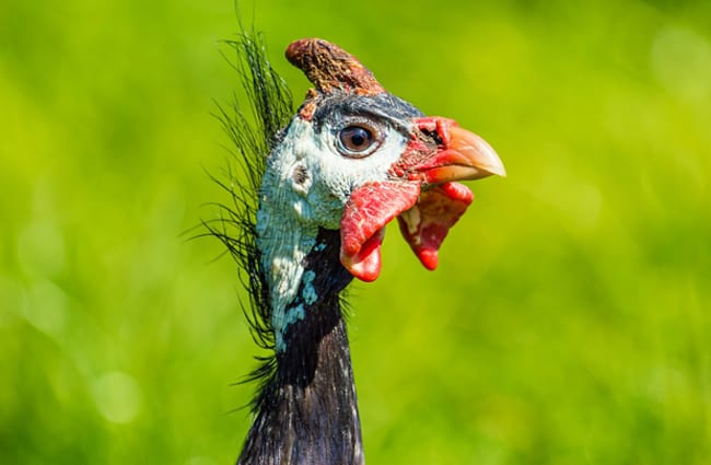 Closeup of a Helmeted Guinea Fowl Photo by: Daniel Brachlow https://pixabay.com/photos/guinea-fowl-helmet-perl-chicken-bird-2304994/