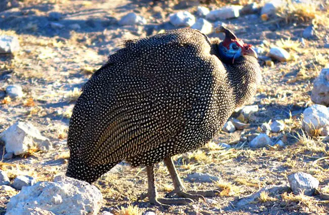 Guinea Fowl in profile Photo by: pixabairis https://pixabay.com/photos/guinea-fowl-species-chicken-902337/