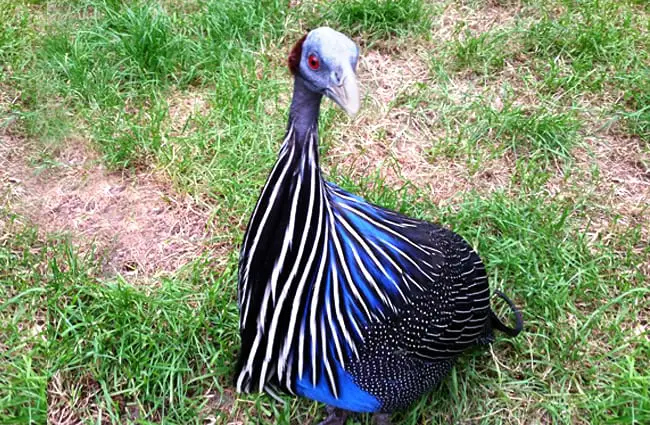 Vulturine Guineafowl Photo by: mnanni https://pixabay.com/photos/guinea-fowl-geierperlhuhn-numididae-425152/