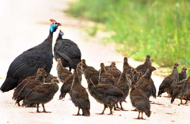 Helmeted Guinea Fowl Photo by: Chris Eason https://creativecommons.org/licenses/by-sa/2.0/