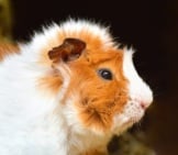 Portrait Of A Guinea Pig