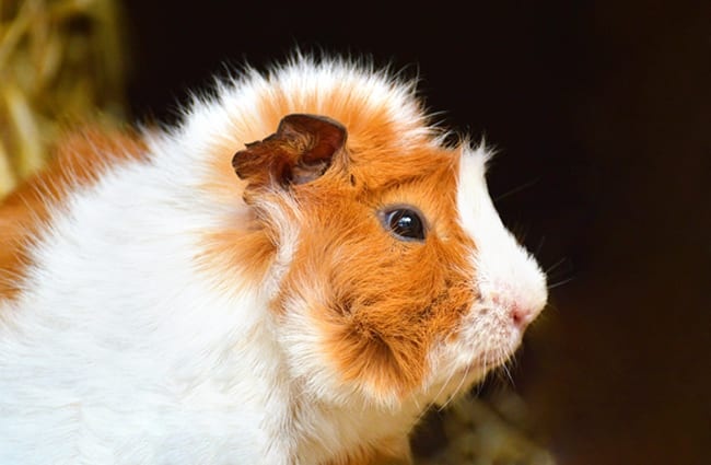 Portrait of a Guinea Pig