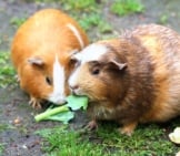 A Pair Of Guinea Pigs Sharing Lunch