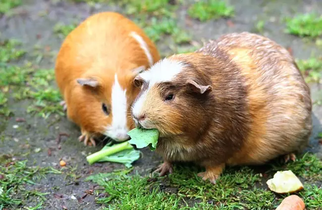 A pair of Guinea Pigs sharing lunch