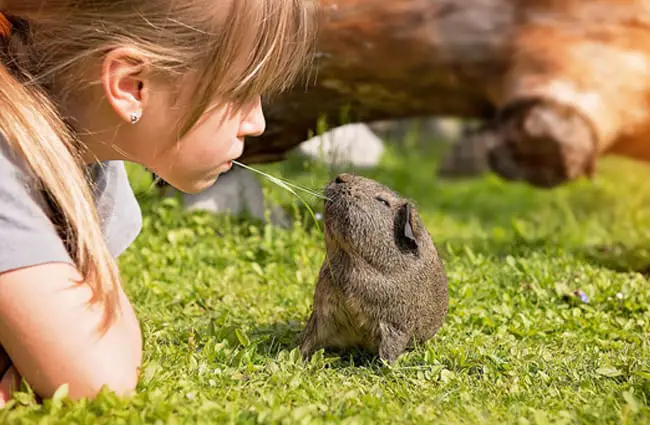 Guinea Pig with his best friend