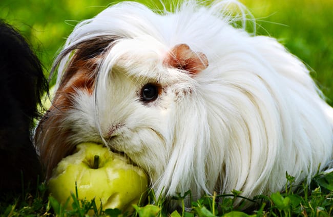 Long-haired white Guinea Pig