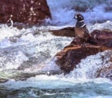 Harlequin Duck In His Favorite Fast-Moving Waters Photo By: Skeeze, Public Domain Https://Pixabay.com/Photos/Harlequin-Duck-Bird-Wildlife-Nature-1042210/
