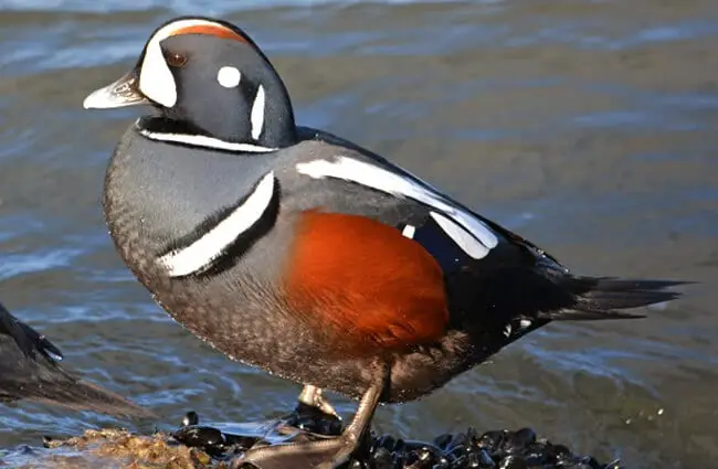 Portrait of a beautiful male Harlequin Duck Photo by: peggycadigan https://creativecommons.org/licenses/by/2.0/