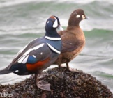 A Pair Of Harlequin Ducks Watching The Waves Photo By: Ashley Wahlberg (Tubbs) Https://Creativecommons.org/Licenses/By/2.0/