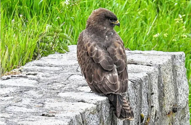 Harrier Hawk resting on a stone wall Photo by: Hans Benn https://pixabay.com/photos/consecration-harrier-raptor-bird-4187026/