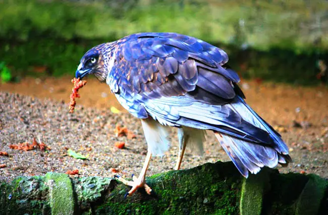 how big is a harrier hawk