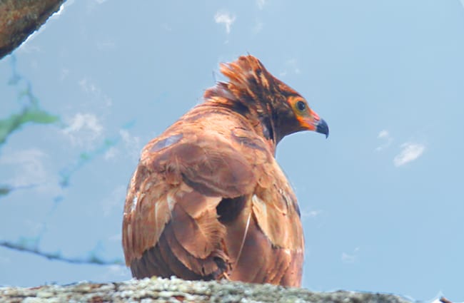 African Harrier Hawk Photo by: Dominic Sherony https://creativecommons.org/licenses/by/2.0/ 