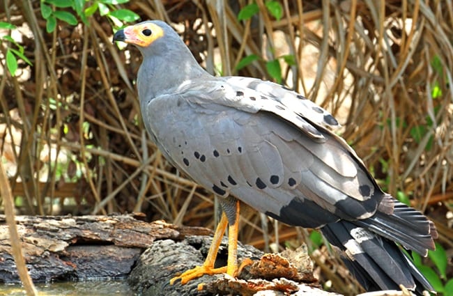 African Harrier-Hawk Photo by: gisela braun https://creativecommons.org/licenses/by/2.0/ 