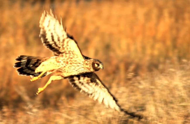 Female Northern Harrier, photographed at Encinitas, CA Photo by: Chad King https://creativecommons.org/licenses/by/2.0/ 