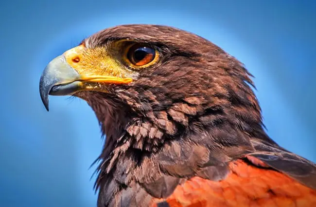 Closeup of a Harris Hawk Photo by: Robert Balog https://pixabay.com/photos/harris-hawk-parabuteo-unicinctus-859397/ 