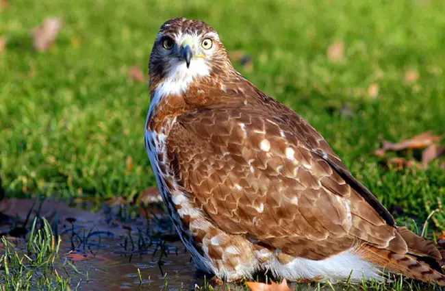 Hawk - Description, Habitat, Image, Diet, and Interesting Facts