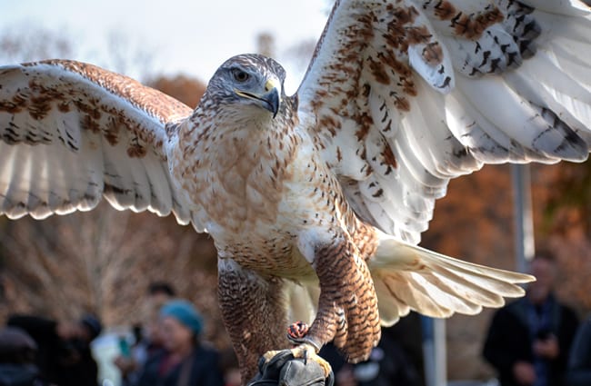 Ferruginous Hawk on a perchPhoto by: reitz27https://pixabay.com/photos/hawk-raptor-ferruginous-hawk-3543101/