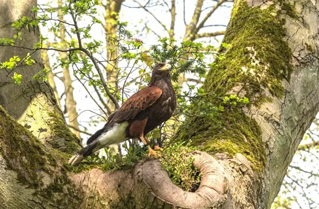 Wild Harris Hawk perched in a tree Photo by: Kdsphotos https://pixabay.com/photos/harris-hawk-hawk-bird-wildlife-3365037/ 