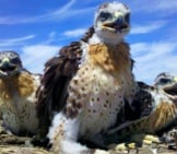 Ferruginous Hawks&#039; Nest With Mom And 3 Juveniles Photo By: Baker County Tourism Travel Baker County Https://Creativecommons.org/Licenses/By-Nd/2.0/ 
