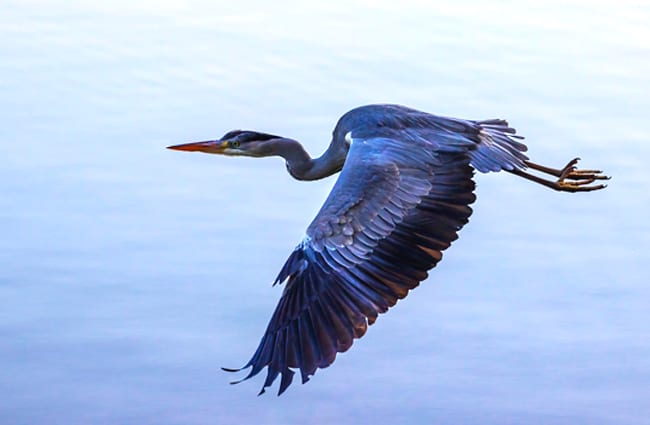 Heron in flight