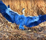 Heron Displaying His Beautiful Wings!