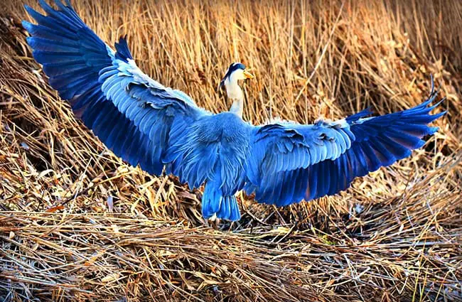 Heron displaying his beautiful wings!
