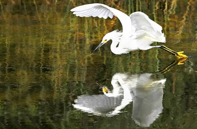 A beautiful white Heron with his reflection on the still waters.