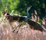 Dark Heron Rising From A Grassy Field