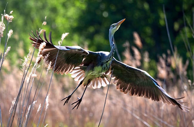 Dark Heron rising from a grassy field