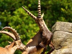 Ibex in a rocky settingPhoto by: suju, Public Domainhttps://pixabay.com/photos/ibex-male-horned-mammal-nature-2462569/