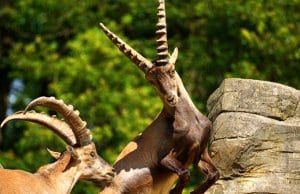 Ibex in a rocky settingPhoto by: suju, Public Domainhttps://pixabay.com/photos/ibex-male-horned-mammal-nature-2462569/