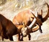 Ibex Males Sparring In A Zoo Setting Photo By: Suju, Public Domain Https://Pixabay.com/Photos/Ibex-Male-Horned-Mammal-Nature-2462582/