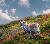 Two Juvenile Ibex On A Hillside On The Swiss Alps Photo By: Benjamin Wyss, Public Domain Https://Pixabay.com/Photos/Alpine-Ibex-Ibex-Young-Animals-579567/ 