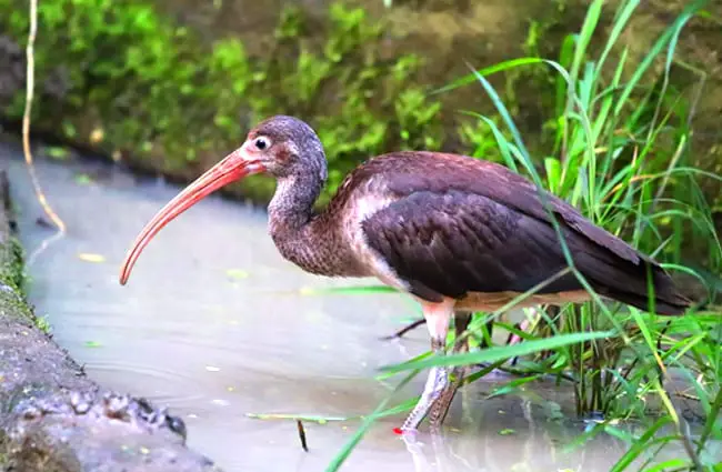 Ibis photographed at Burgers Zoo Bush, Arnhem Photo by: Theo Stikkelman https://creativecommons.org/licenses/by/2.0/