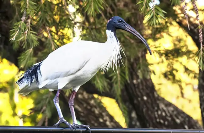 Backyard visitor - this Ibis loves a good barbecue! Photo by: John https://creativecommons.org/licenses/by/2.0/