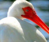 Closeup Of An Ibis, Watching Kayakers On The Florida Keys