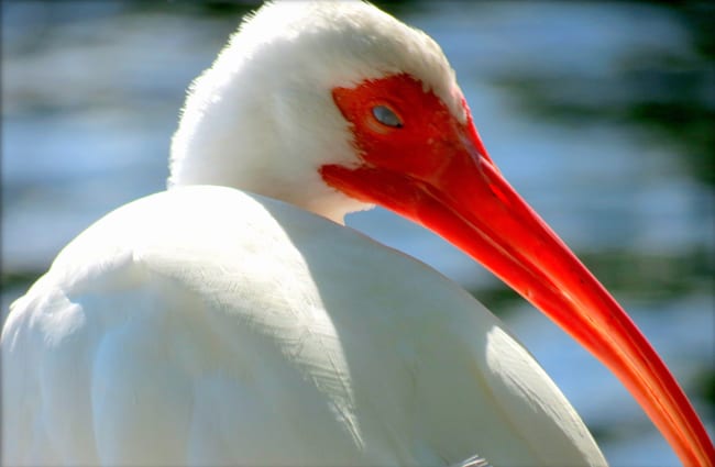 Closeup of an Ibis, watching kayakers on the Florida Keys